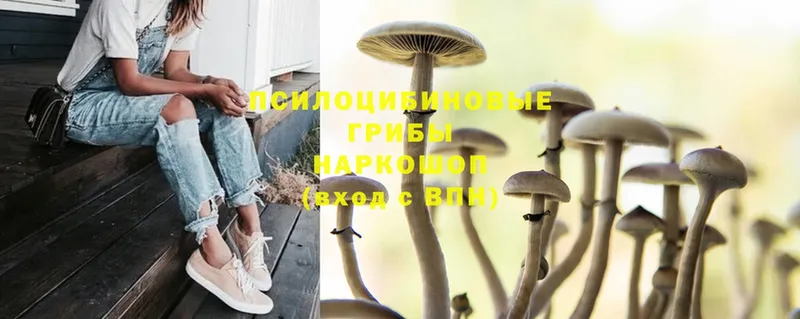 купить наркотик  Коммунар  Галлюциногенные грибы Psilocybine cubensis 